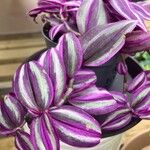 Tradescantia zebrinaLeht