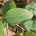 Hypericum hircinum Blad