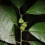 Cleidion castaneifolium Fruit