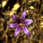 Brodiaea elegans Kwiat