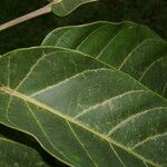 Schefflera morototoni Folla