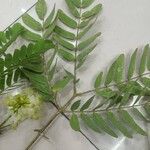 Albizia lebbeck List