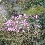 Limonium insigne Flor