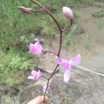 Bletia purpurea Кветка