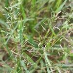 Eragrostis barrelieri 花