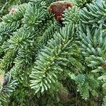 Abies numidica ഇല