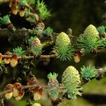 Larix kaempferi Froito