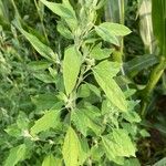 Chenopodium album Blad