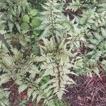 Athyrium niponicum Folha