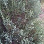 Cupressus sempervirensFrunză