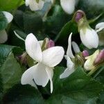 Viola suavis 花