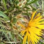 Centaurea acaulis Otro