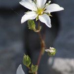 Arenaria provincialis Квітка