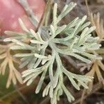 Artemisia maritima Leaf