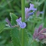 Nepeta grandiflora Hoja