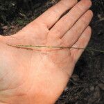 Setaria gausa Habit