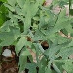 Romneya coulteri Lehti