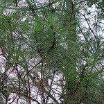 Pinus caribaea List