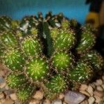 Echinocereus triglochidiatusList