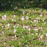 Colchicum autumnale Blüte