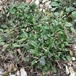 Scabiosa corsica Leaf