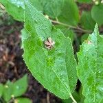 Grewia biloba Leaf