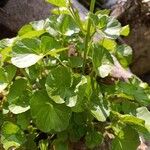 Cardamine asarifolia Likasa