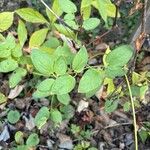 Clematis recta Likasa