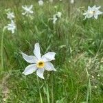 Narcissus poeticus Fula