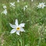 Narcissus poeticus Blüte