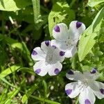 Nemophila maculata Flower