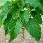 Acer davidii পাতা