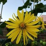 Silphium perfoliatumFleur