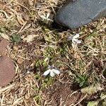 Lobelia nana Flower