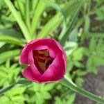 Tulipa agenensis Blüte