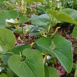 Aristolochia clematitisDeilen