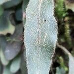 Elaphoglossum piloselloides Лист