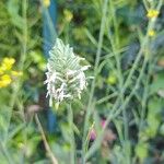 Phalaris canariensis 花