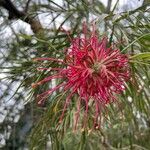 Grevillea banksii Квітка