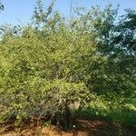 Malus toringoides Vivejo