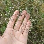 Gypsophila paniculata عادت