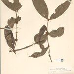 Strychnos hirsuta Leaf