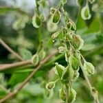 Fallopia dumetorum ഫലം