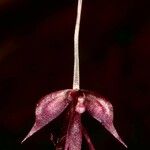 Acianthus tenuilabris Çiçek