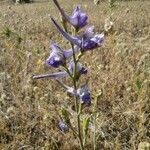 Delphinium gracile 花