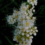 Sorbaria sorbifolia Blüte