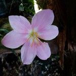 Zephyranthes robusta Кветка