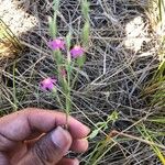 Centaurium tenuiflorumFlor