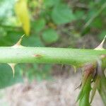 Rubus platyacanthus Otro