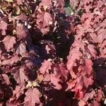 Hydrangea quercifolia Folio